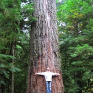 96m høj. ! 800 år. ! Cathedral grove, Vancouver Island