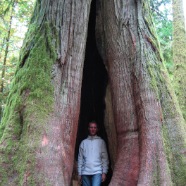 Cathedral grove, Vancouver Island